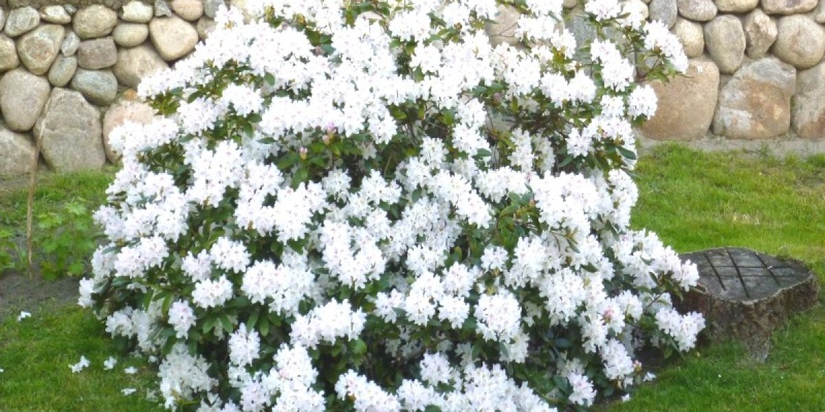 Rhododendron im Garten